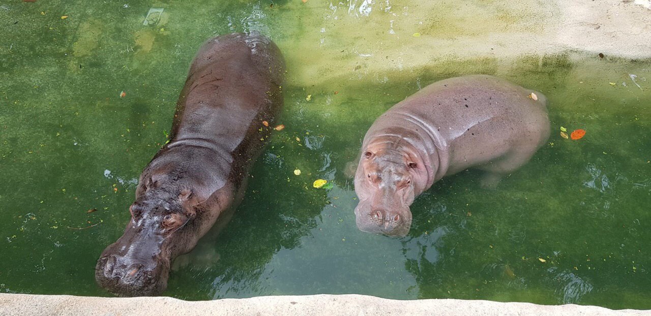 En buen estado físico animales del zoológico de Mayagüez, alega secretario DRNA